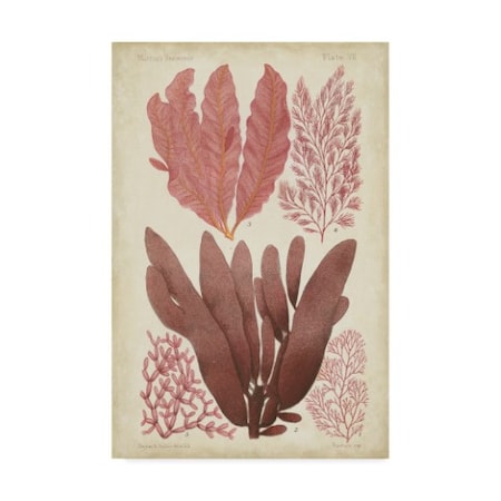 Vision Studio 'Seaweed Specimen In Coral Iv' Canvas Art,12x19